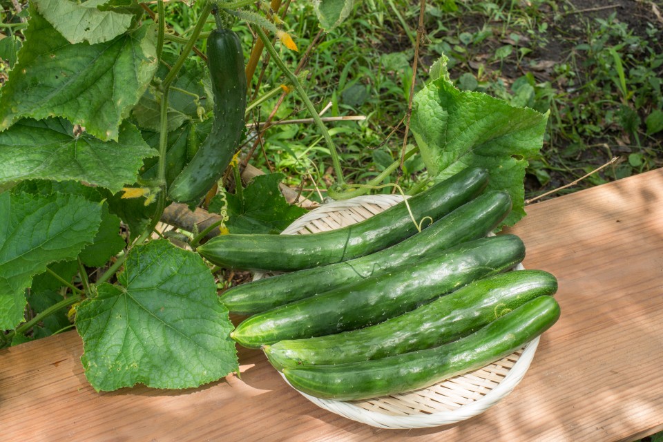 キュウリに対する豆知識